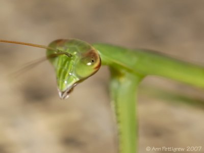 Praying Mantis