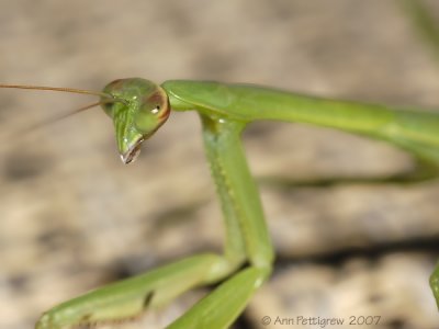 Praying Mantis