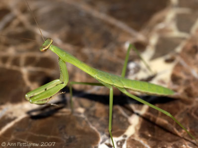 Praying Mantis