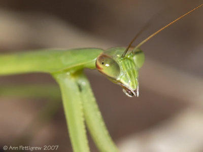 Praying Mantis