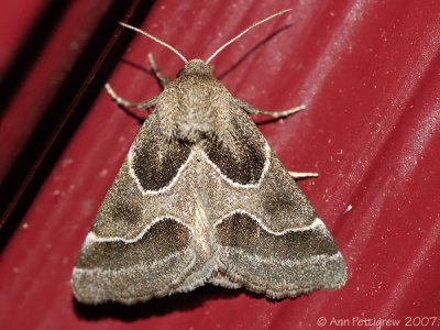 Ragweed Flower Moth