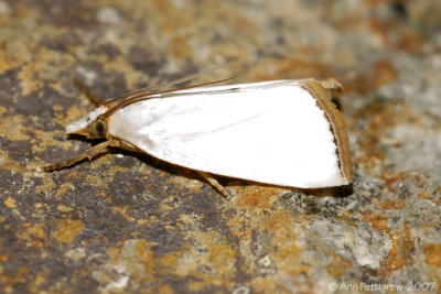 Snowy Urola Moth