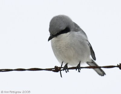 Loggerhead Shrike