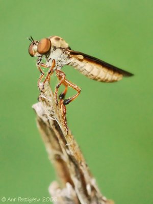 Robber Fly (Holcocephala sp.)