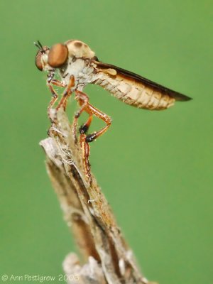 Robber Fly (Holcocephala sp.)