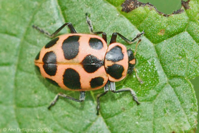 Spotted Lady Beetle