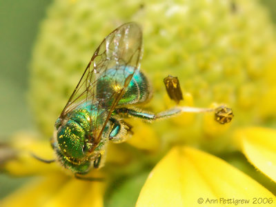 Sweat Bee sp.