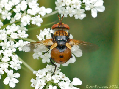 Tachinid Fly (Gymnosoma sp.)