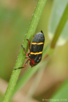 Two-lined Spittlebug