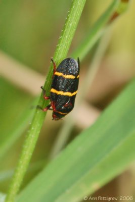 Two-lined Spittlebug