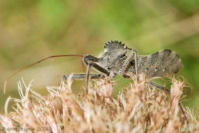 Wheel Bug