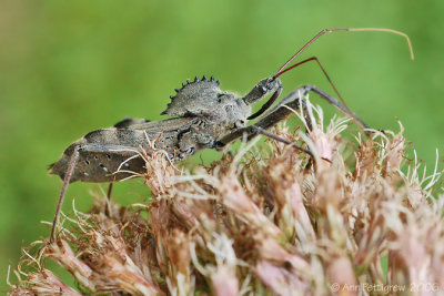 Wheel Bug