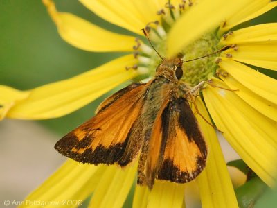 Zabulon Skipper