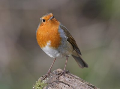 Robin