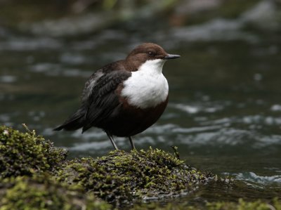  DIPPER  Cinclus cinclus