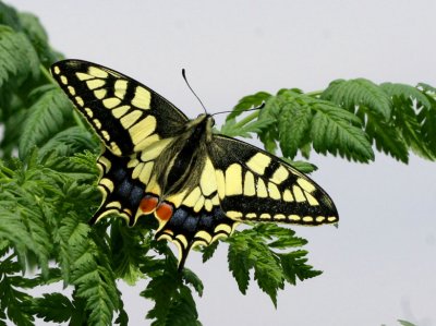 Swallowtail.