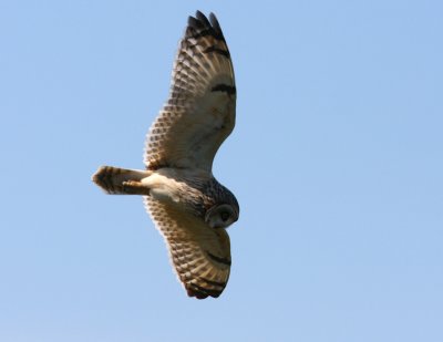 Short-eared Owl