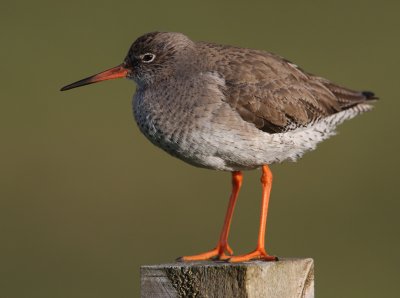 Redshank.jpg