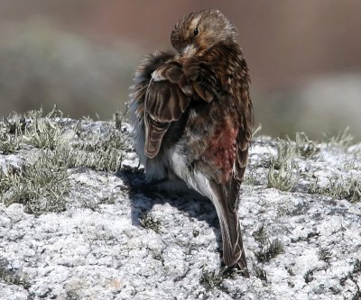 Twite