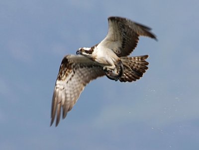 Osprey