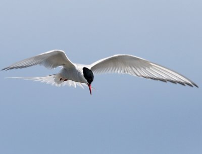 Artic Tern