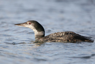 Great Northern Diver