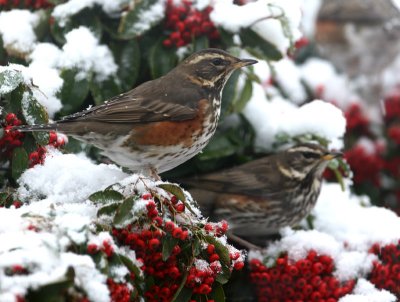 Redwing.