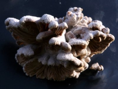 Splitgill (Schizophyllum commune )