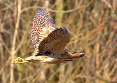 Great Bittern.