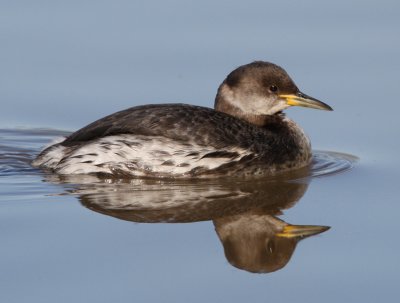 Red-necked Grebe1.jpg