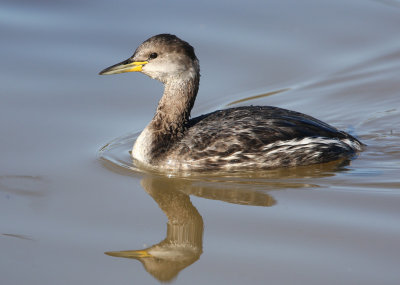 Red-necked Grebe