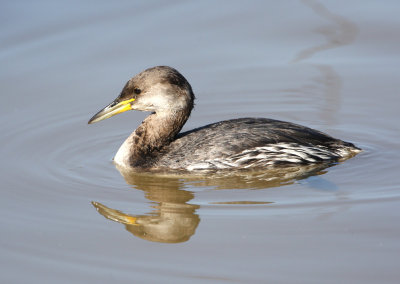 Red-necked Grebe