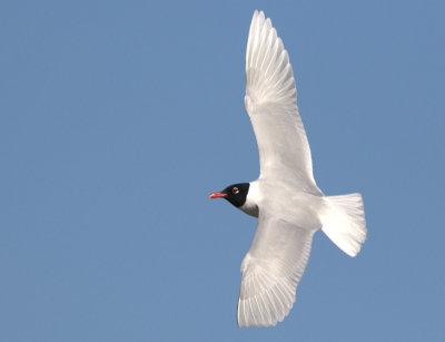 Mediterranean Gull