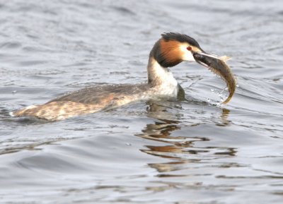 Great-crested Grebe