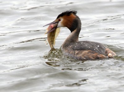 Great-crested Grebe