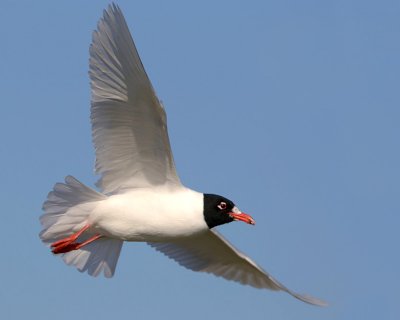 Mediterranean Gull.