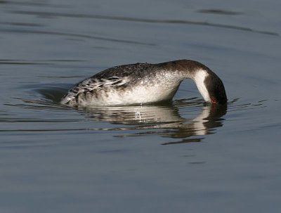 Slavonian Grebe