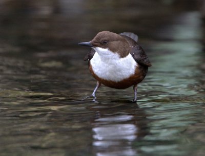 Dipper.