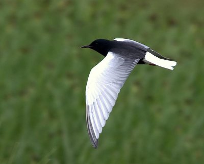 White-winged black Tern