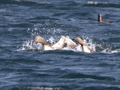 Red-Throated Diver