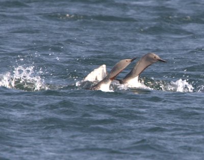 Red-Throated Diver