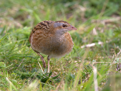 Corncrake