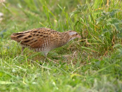 Corncrake