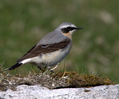 Wheatear