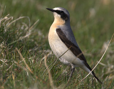 Wheatear