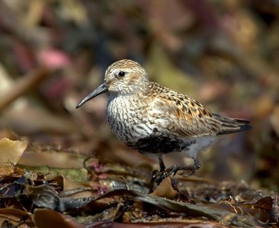 Dunlin