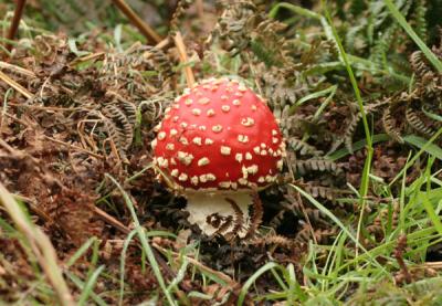 Aminita muscaria (Fly Agaric)