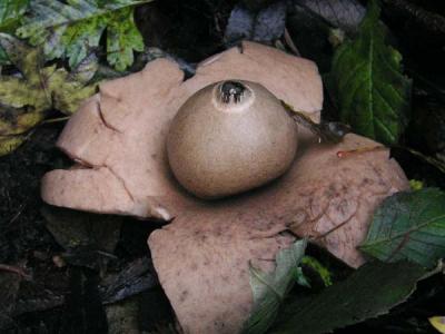 Geastrum Triplex  (Collared Earthstar)