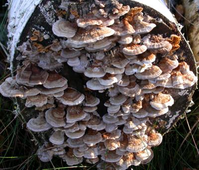 Trametes versicolor