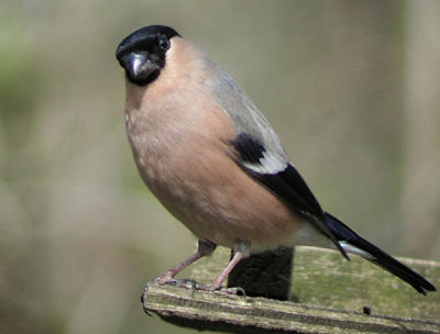 FEMALE BULLFINCH 2 copy.jpg